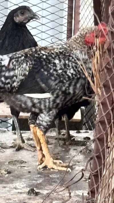 ديك بلدي اذان شرط تلقيح يلقح الون فاخر جدا من الانتاج index