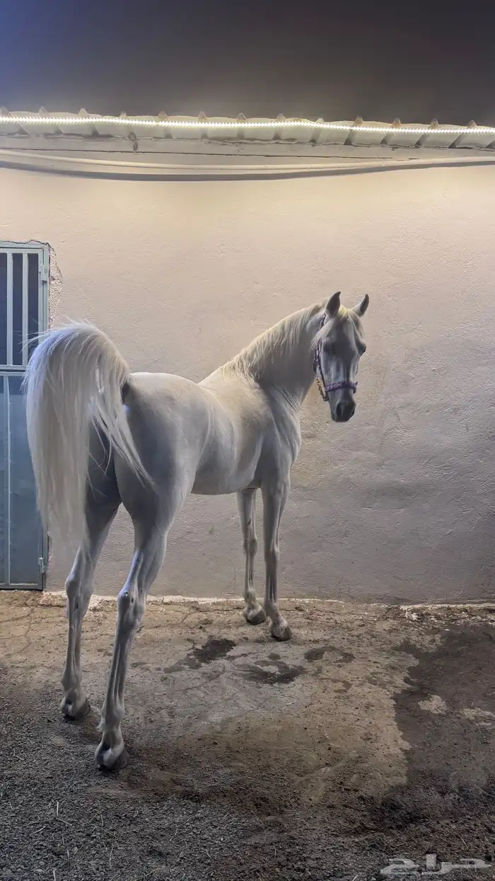 حصان مصري بيور 6