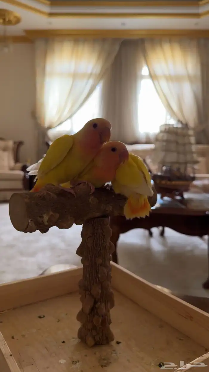 فروخ روز ((تم البيع ) احجام سوبر جنامبو 1