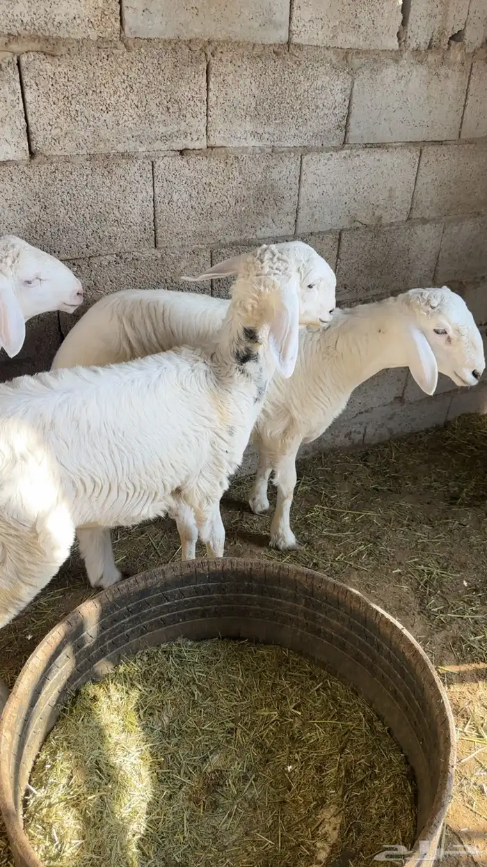 هرافى حريه طيبه 2