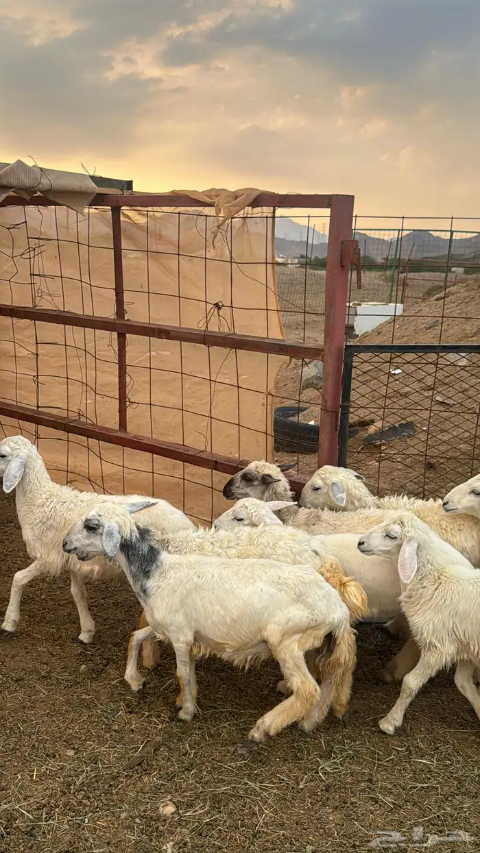 للبيع بهم حريات 9 روس ترييه من 720ريال 18