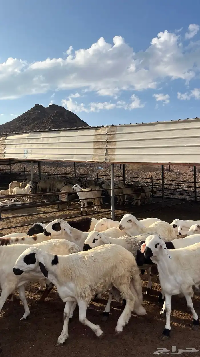 طليان سواكن جادعان شبيه الحري 24