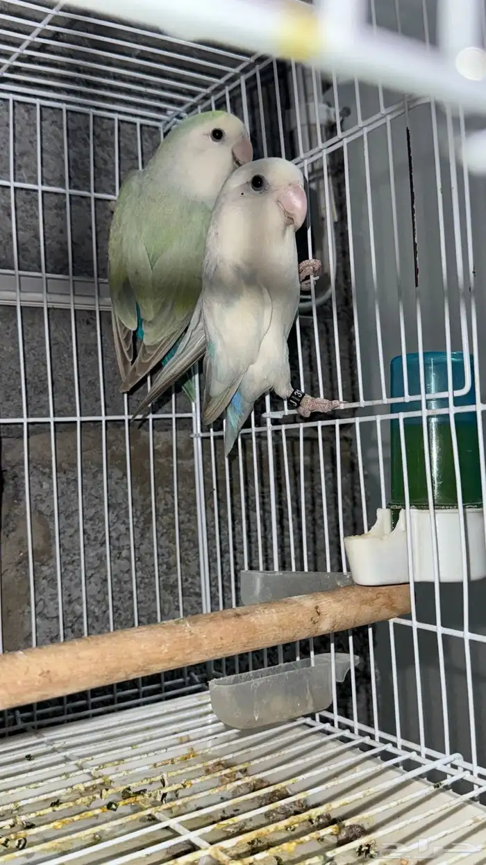 زوج روز منتج ابرق و أكوا تفاحي 1