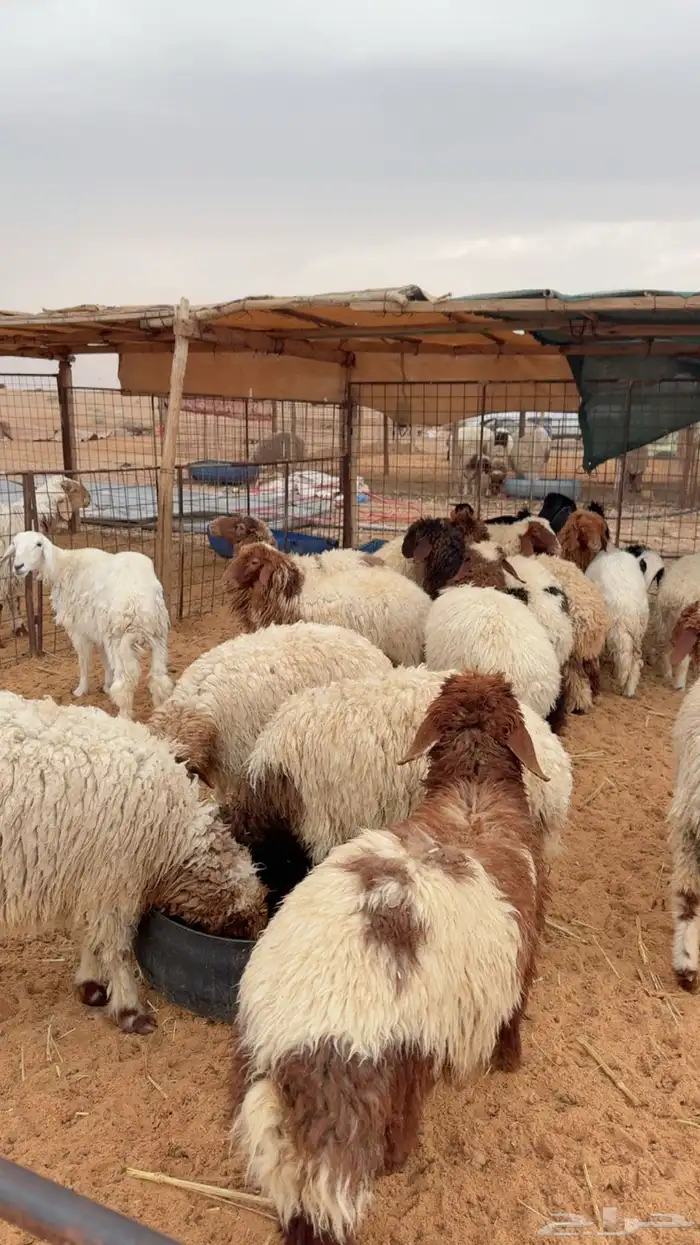 رخال العدد 15( بريدة) 1