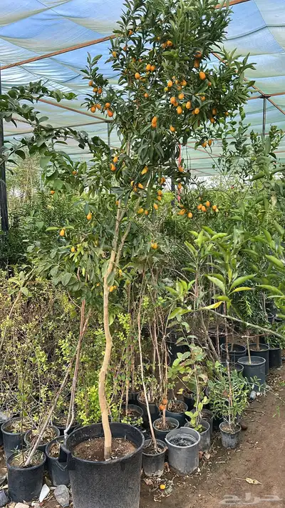 ليمون برتقال يوسفندي ترنج index