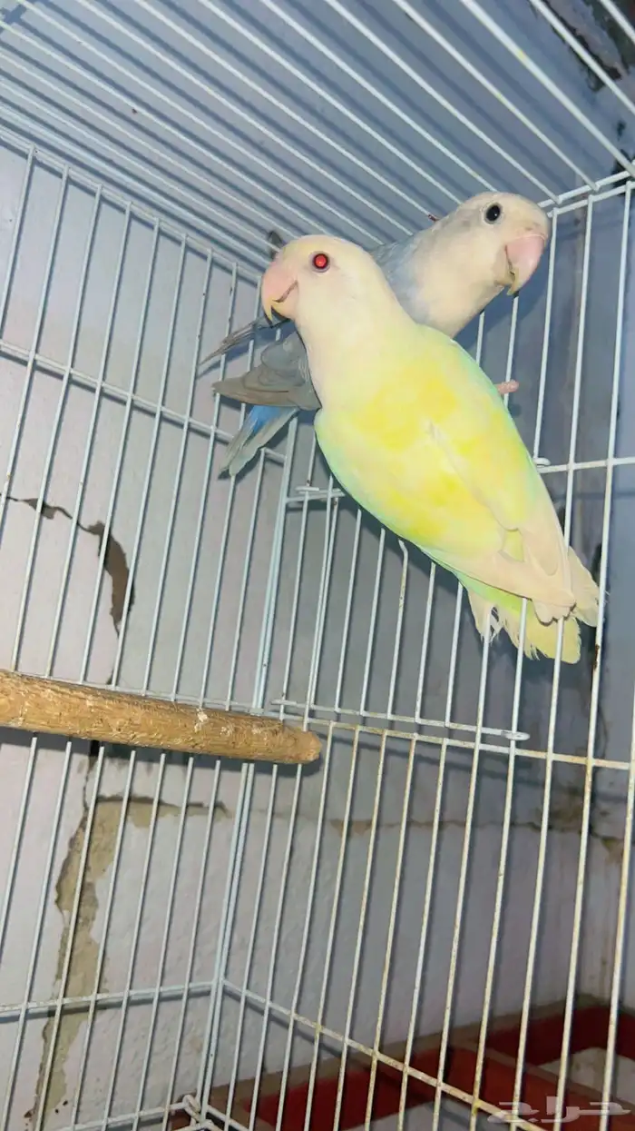 جوز روز منتج 2