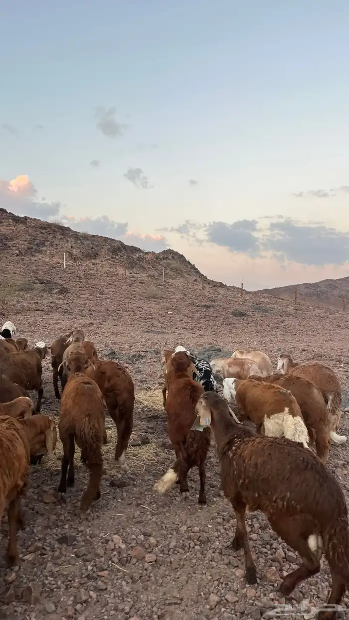 طليان سواكن حمري جادعان مرابى شرط مناسبات زواجات 13