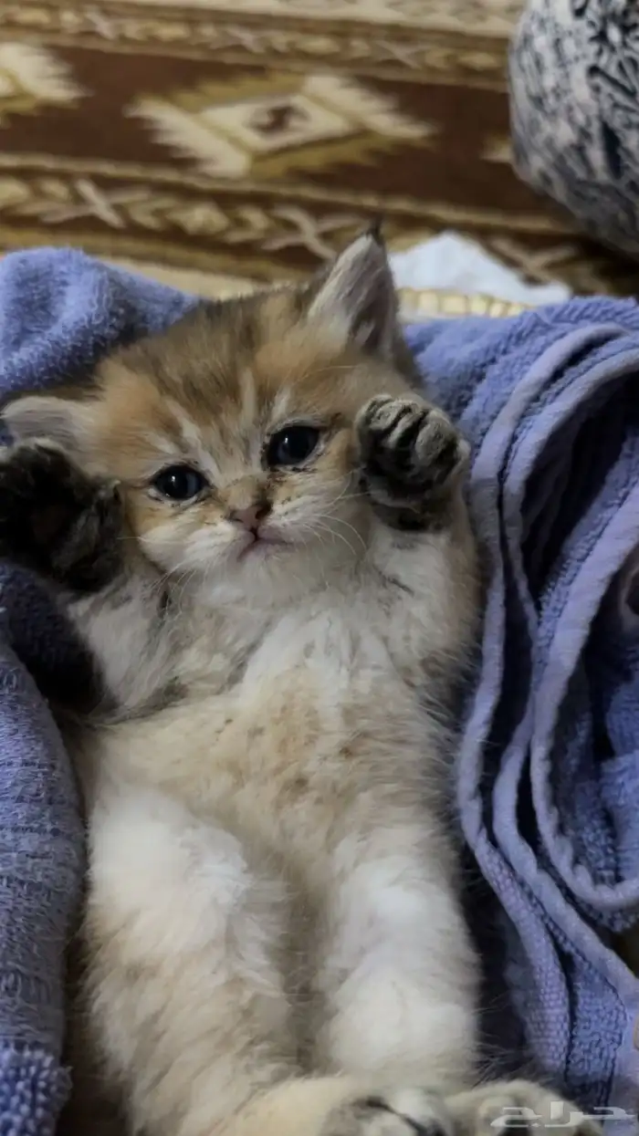 قطة انثى سكوتش فولد لبيع من دون اغراض عمرها شهر ونص 2