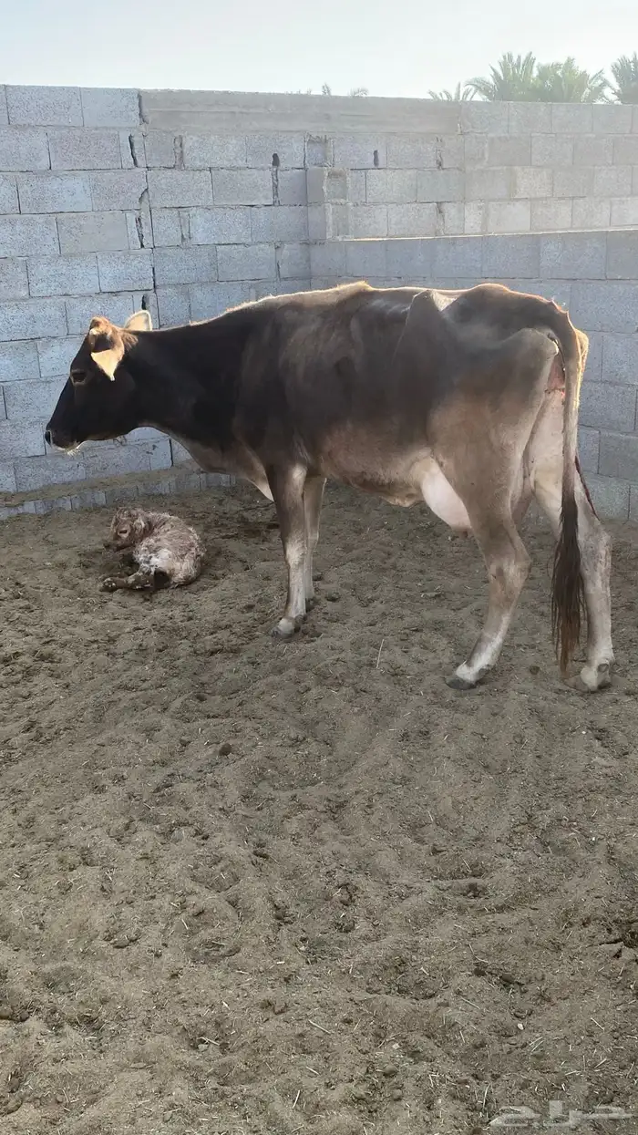 للبيع بقره مع عجل 1