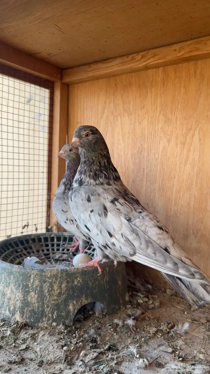 حمام قطيفي 0