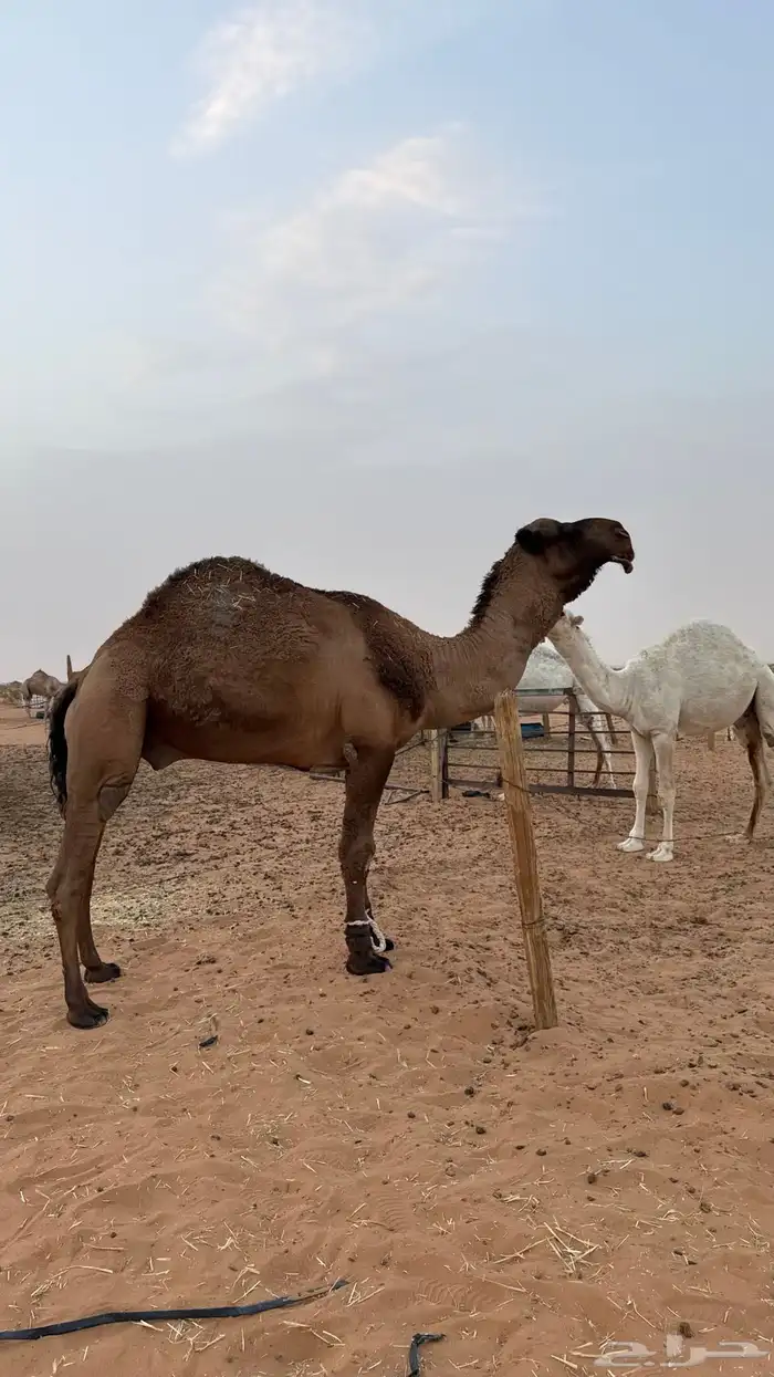 للبيع الفحل الكفو 0