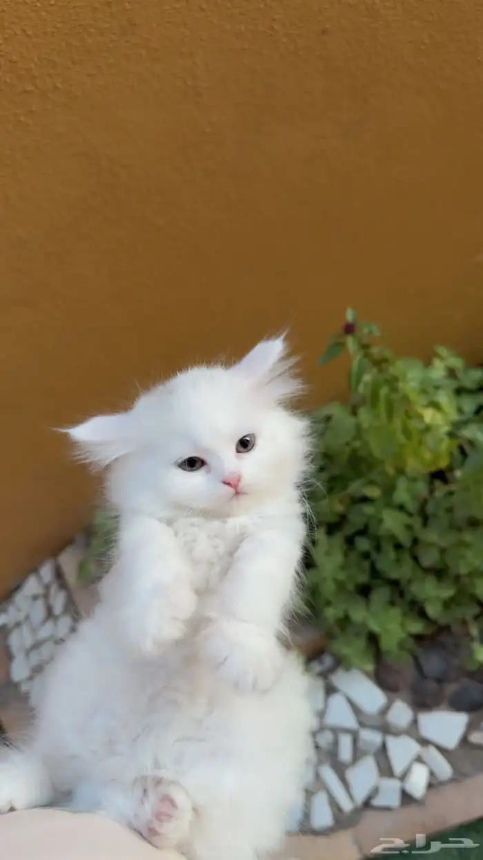 قطط للبيع شيرازي بعمر شهرين 3