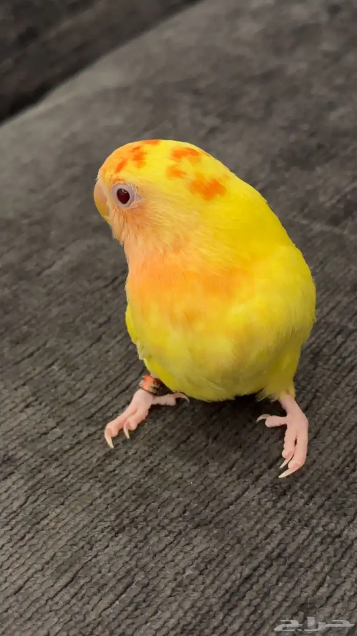 روز اليف آمن على الاطفال 0