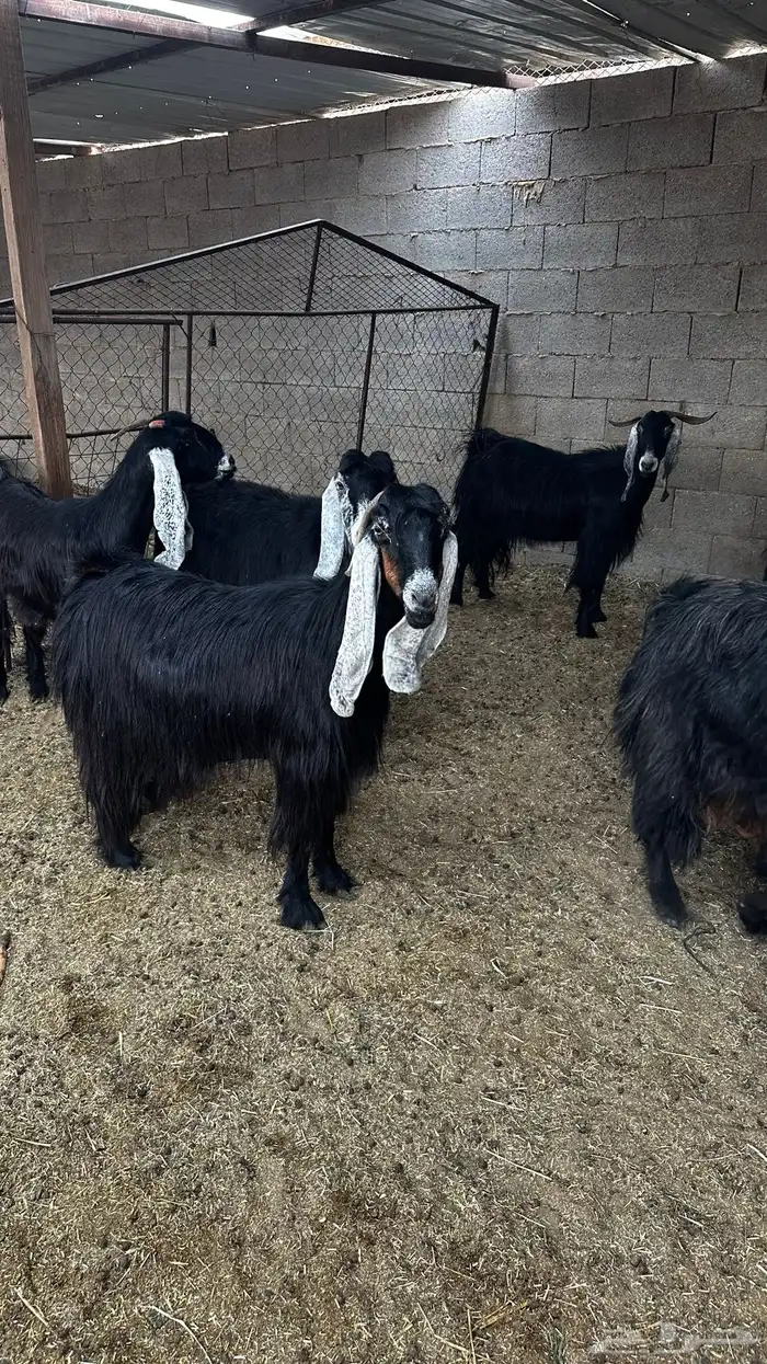 معزاء عوارض ضريع 0