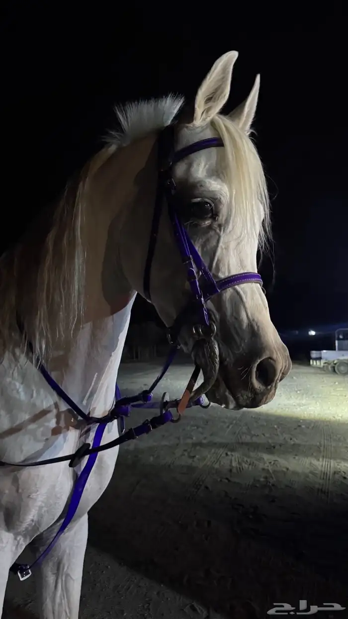 حصان مصري بيور 9