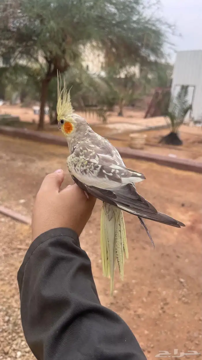 انثى كروان اليفه منتجه 0