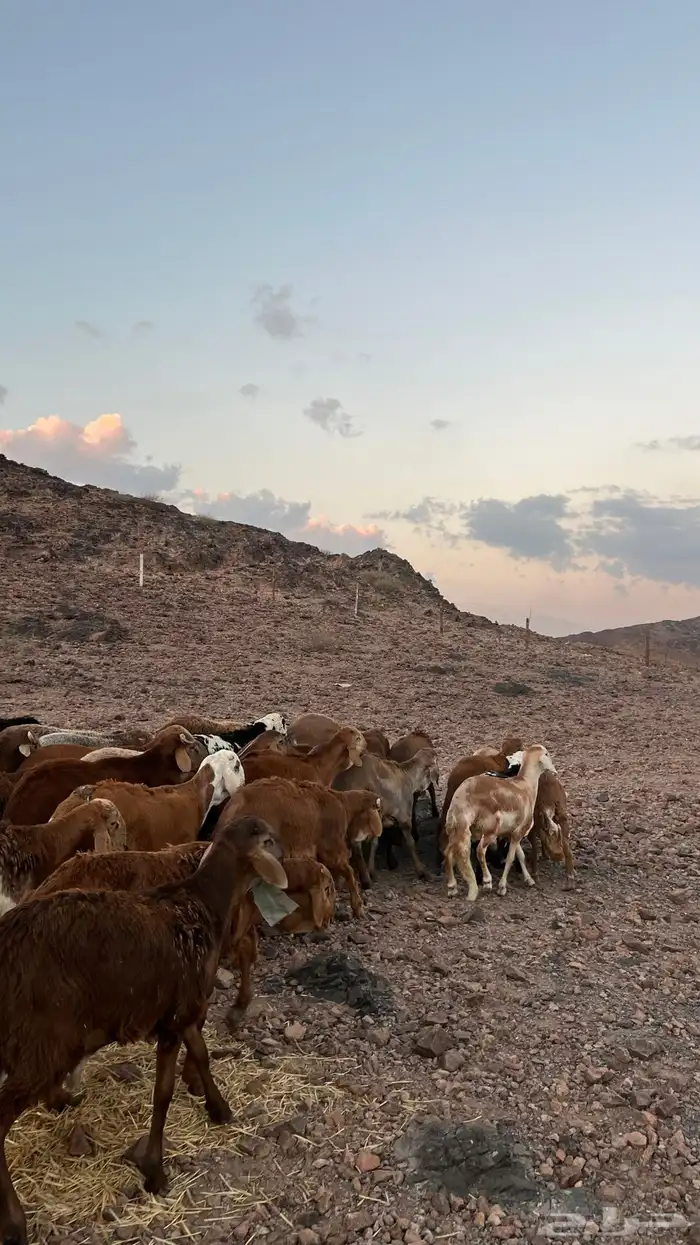 طليان سواكن حمري جادعان مرابى شرط مناسبات زواجات 2