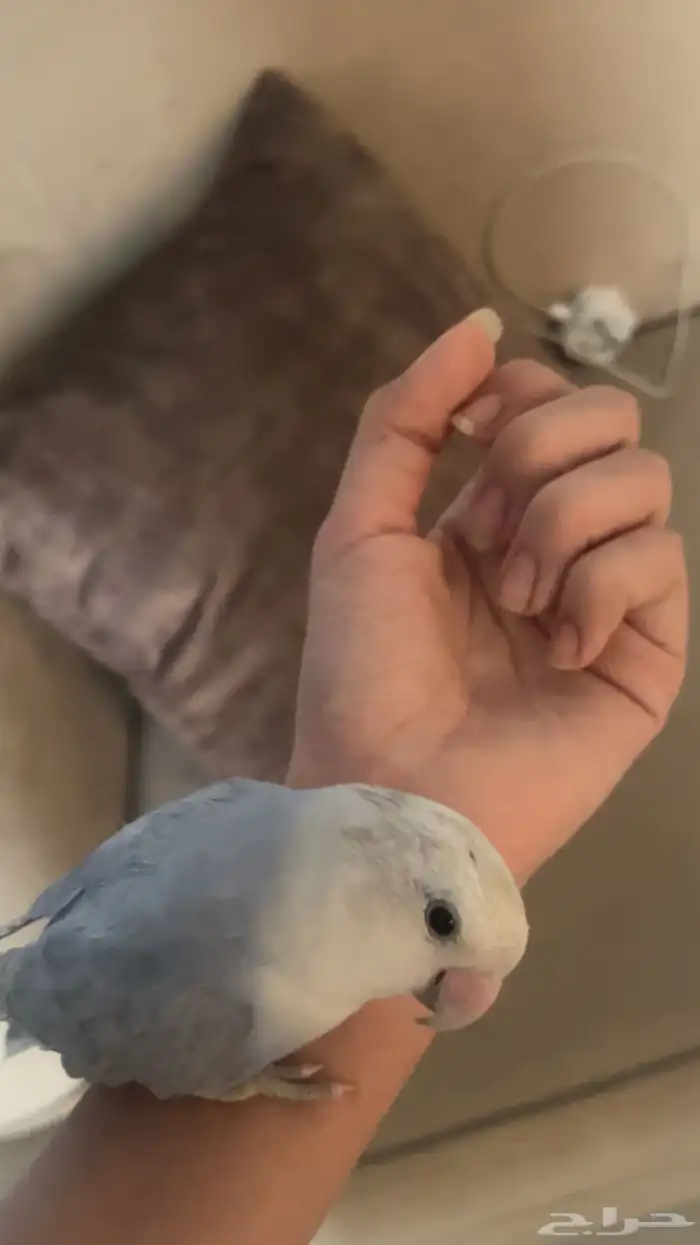 للبيع زوز تربيه يبي تزاوج 7