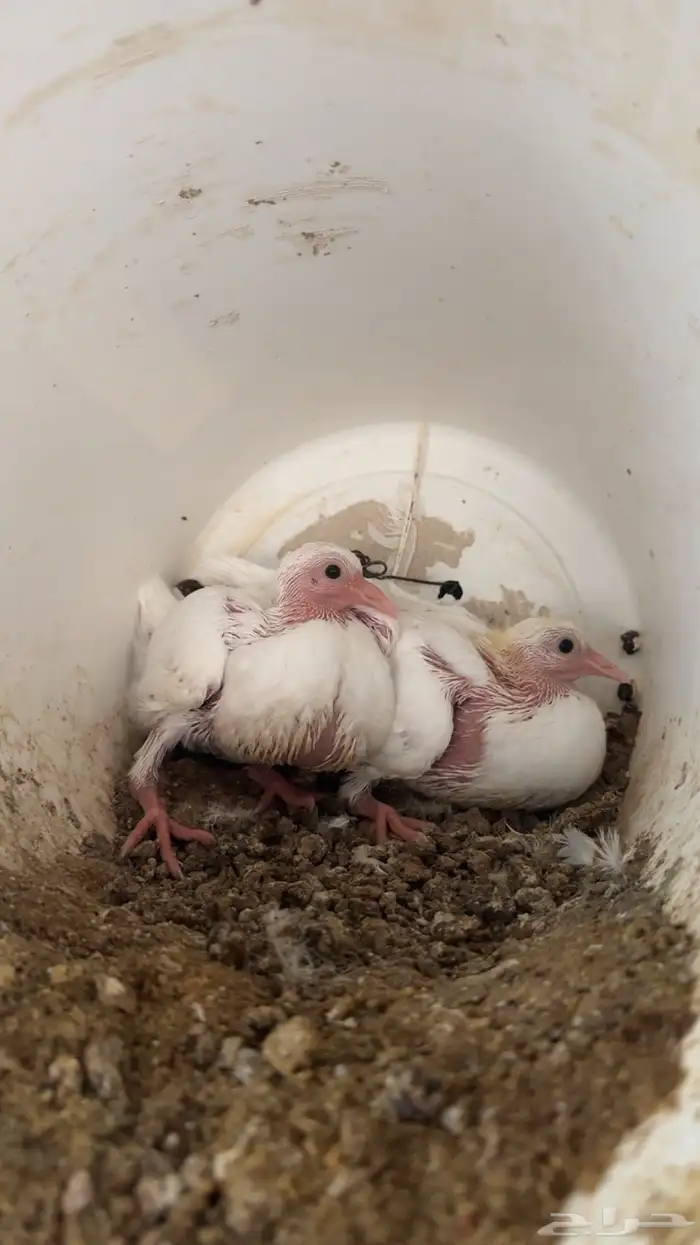 حمام زغاليل 4