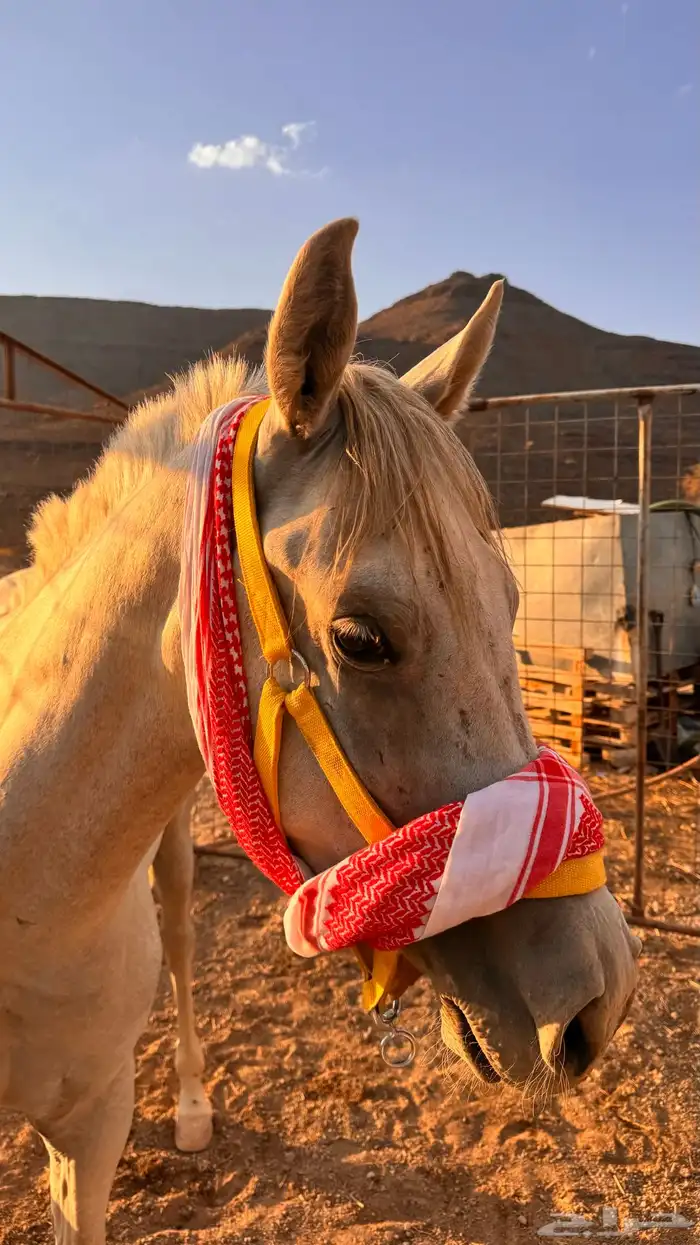 حصان شعبي فاخر 0