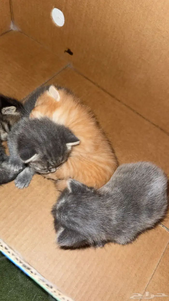 قطط للبيع سكوتش 0