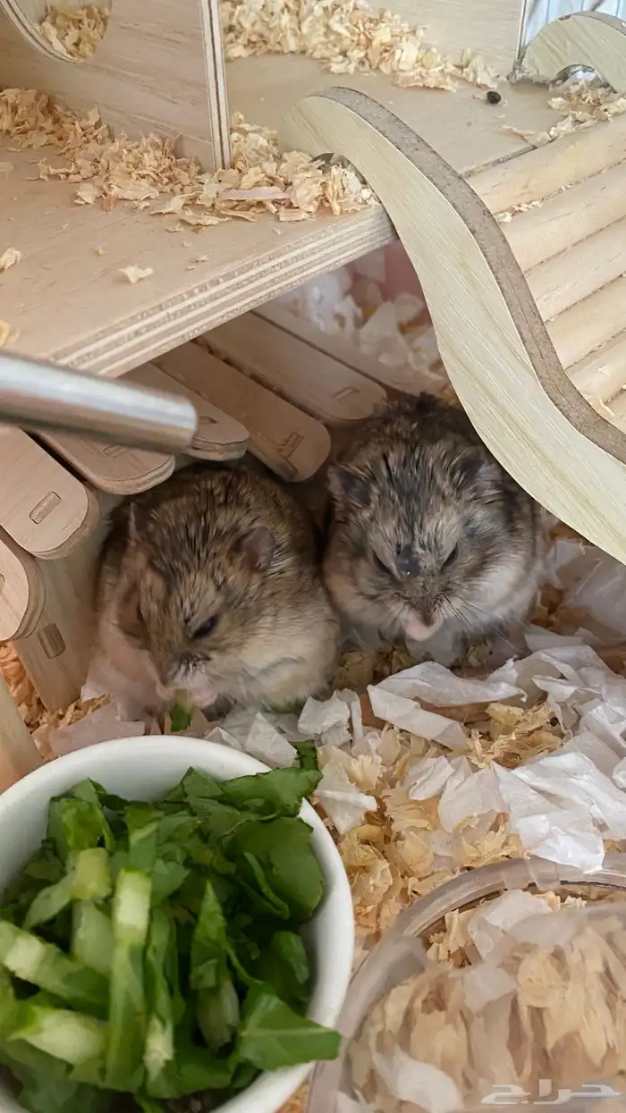 هامسترين روسيين 2