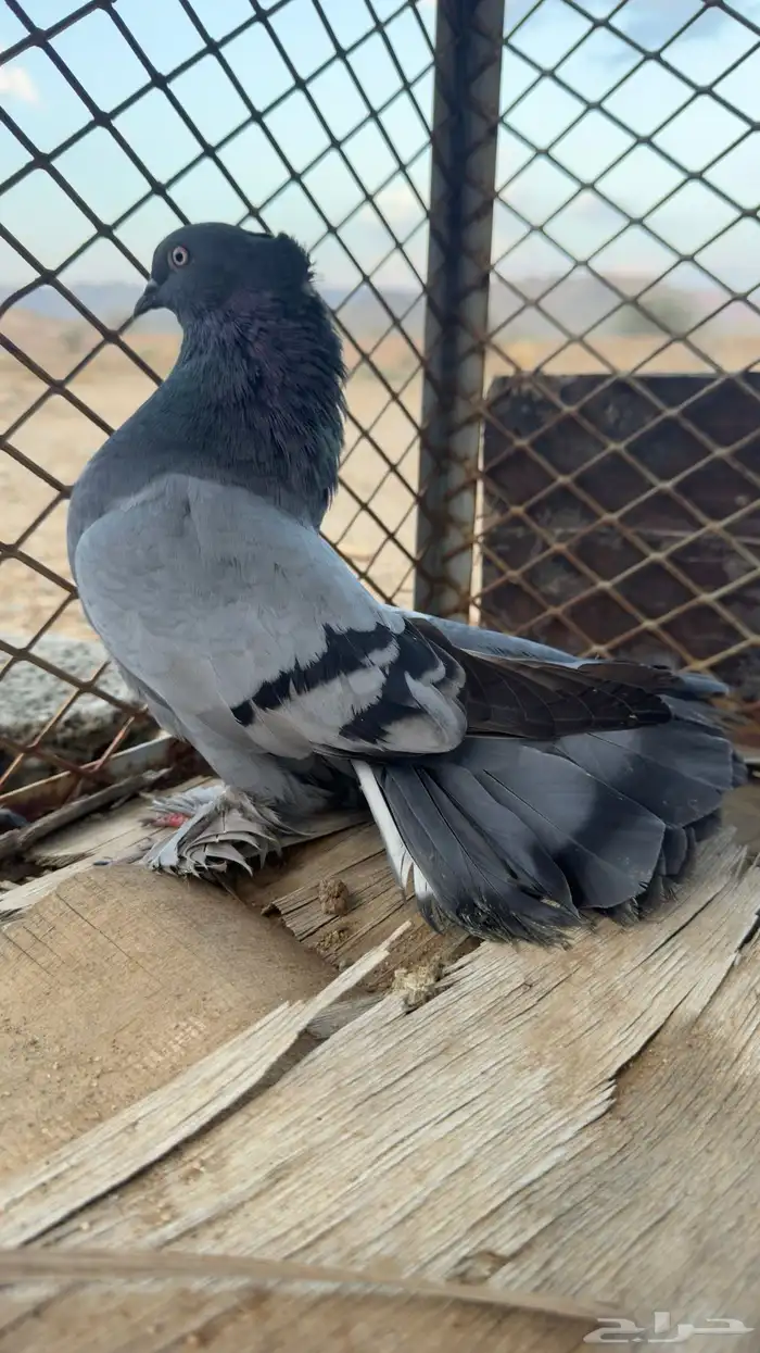 للبيع رقاص هندي 12