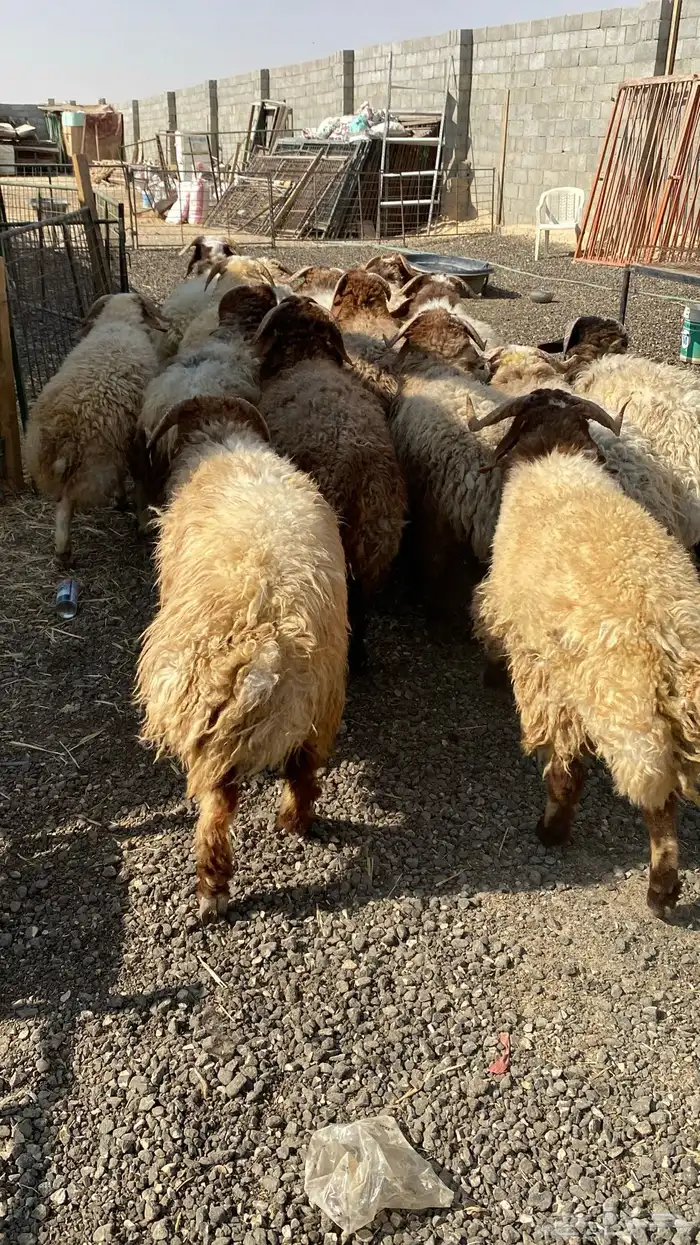 طليان نعيمي جبر ناهي 14