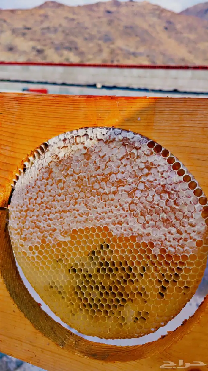 عسل سدر انتاج 24 5 1447 1