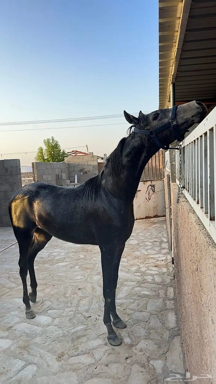 مهر شعبي طيب 1