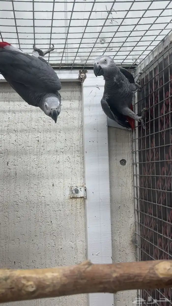 بغبغاء كاسكو 1