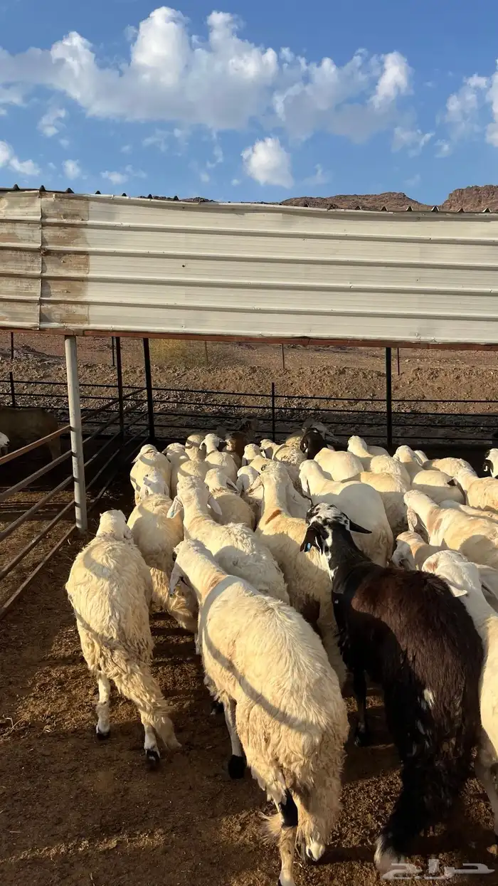 طليان سواكن جادعان شبيه الحري 17