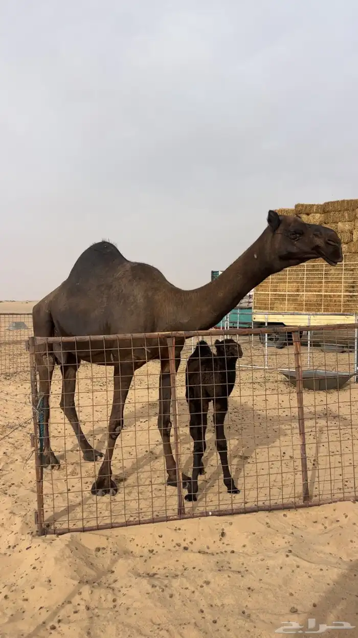 خلفه ثنو تحتها قعود االموقع رنيه 0