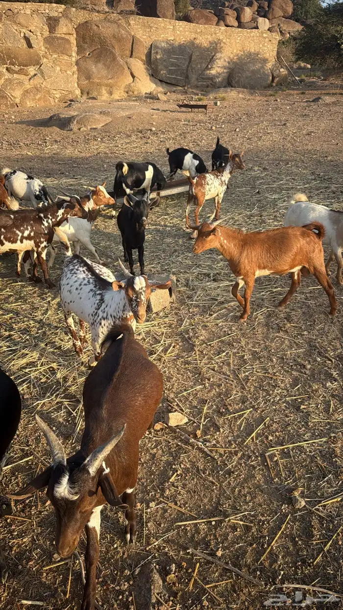 تيوس بلدي ساس وتربية فل شحم 2