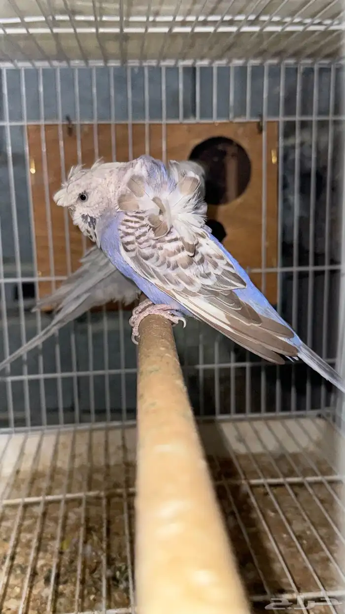 زوج هوقو وردتين دبل كرست منتج 0