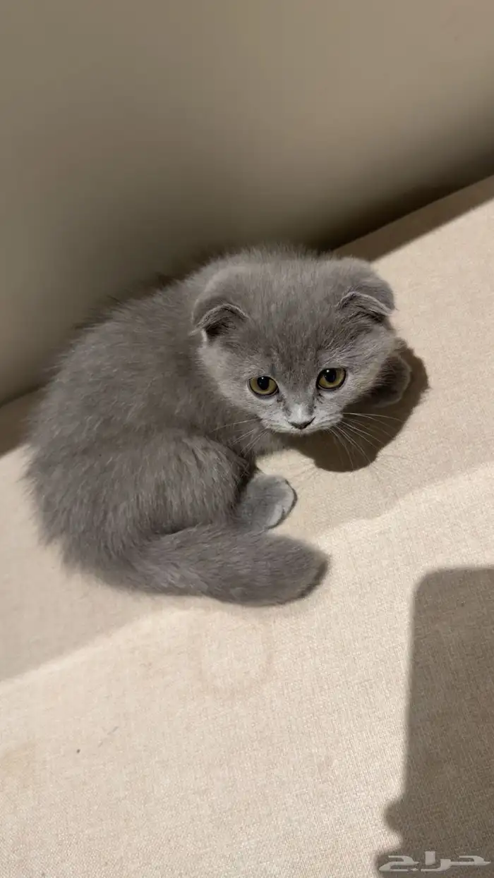 قطط صغيرة شهر ونص 1
