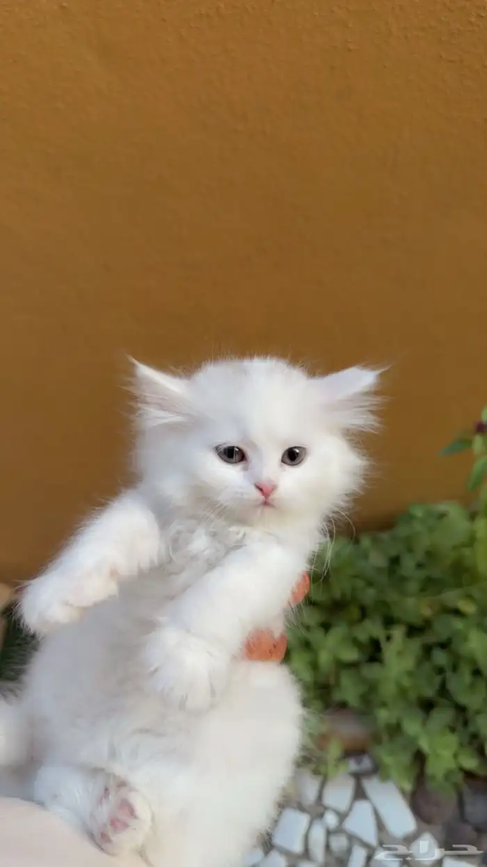 قطط للبيع شيرازي بعمر شهرين 4