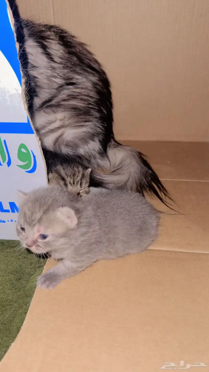 قطط للبيع سكوتش 1