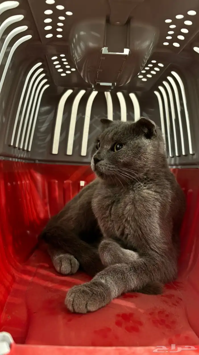 قطو للتبني 0