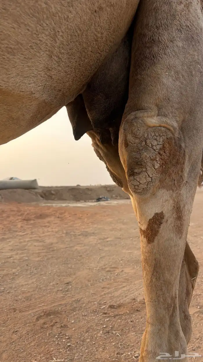 خلفه للبيع 3