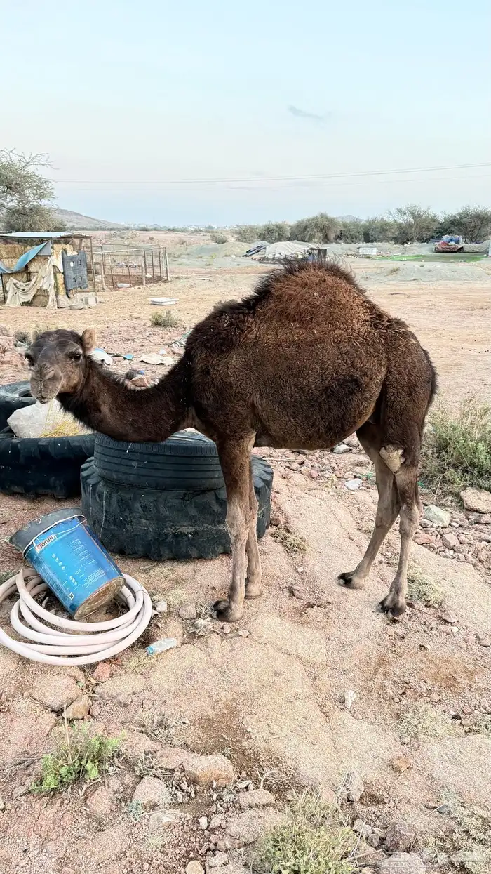 قعدان للبيع 2