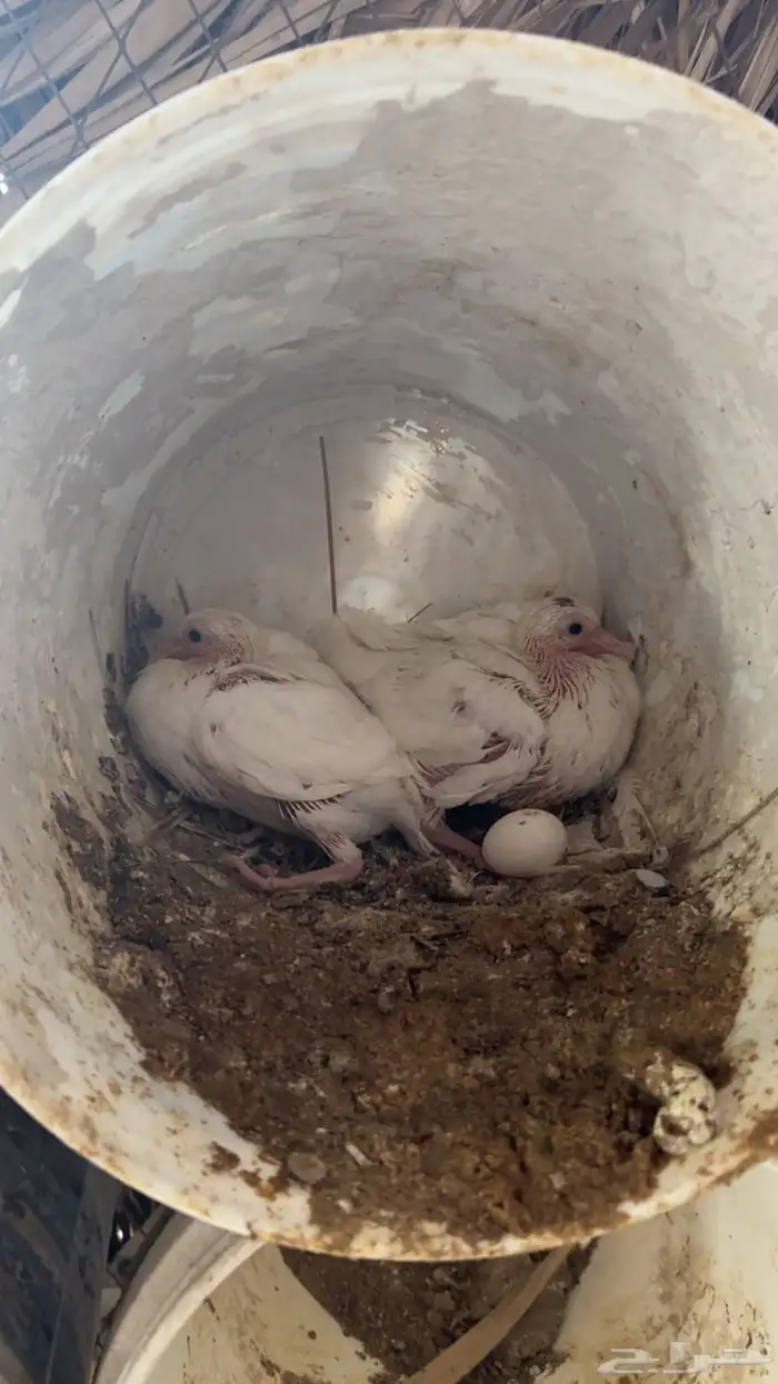 حمام زغاليل 3