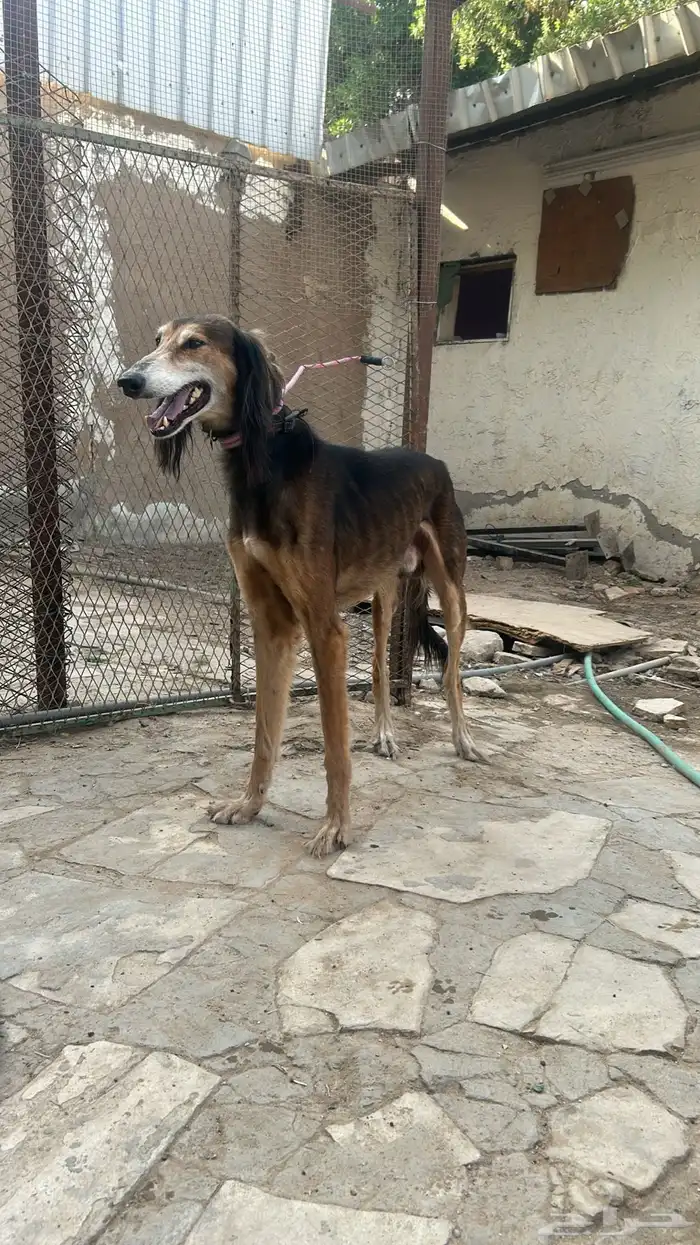 سلوقي عربي بيور 5