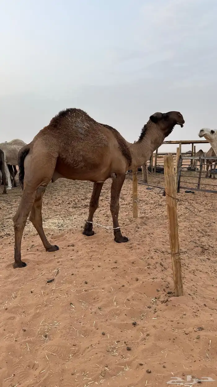 للبيع الفحل الكفو 1