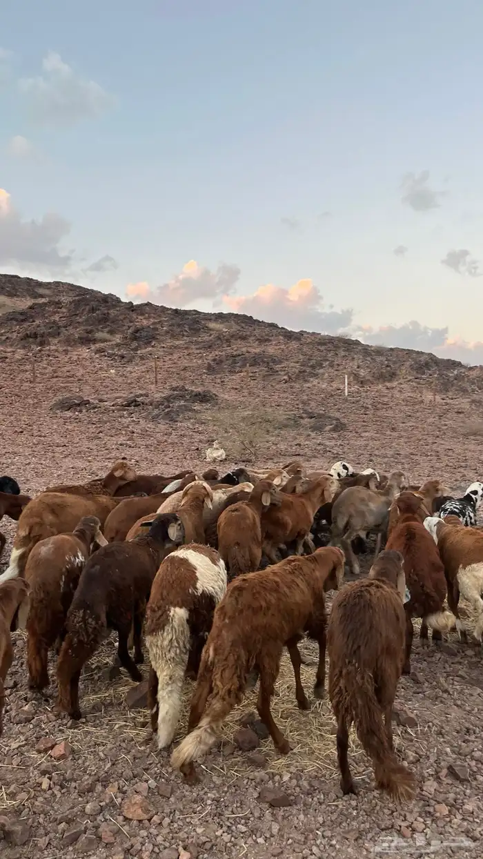 طليان سواكن حمري جادعان مرابى شرط مناسبات زواجات 10