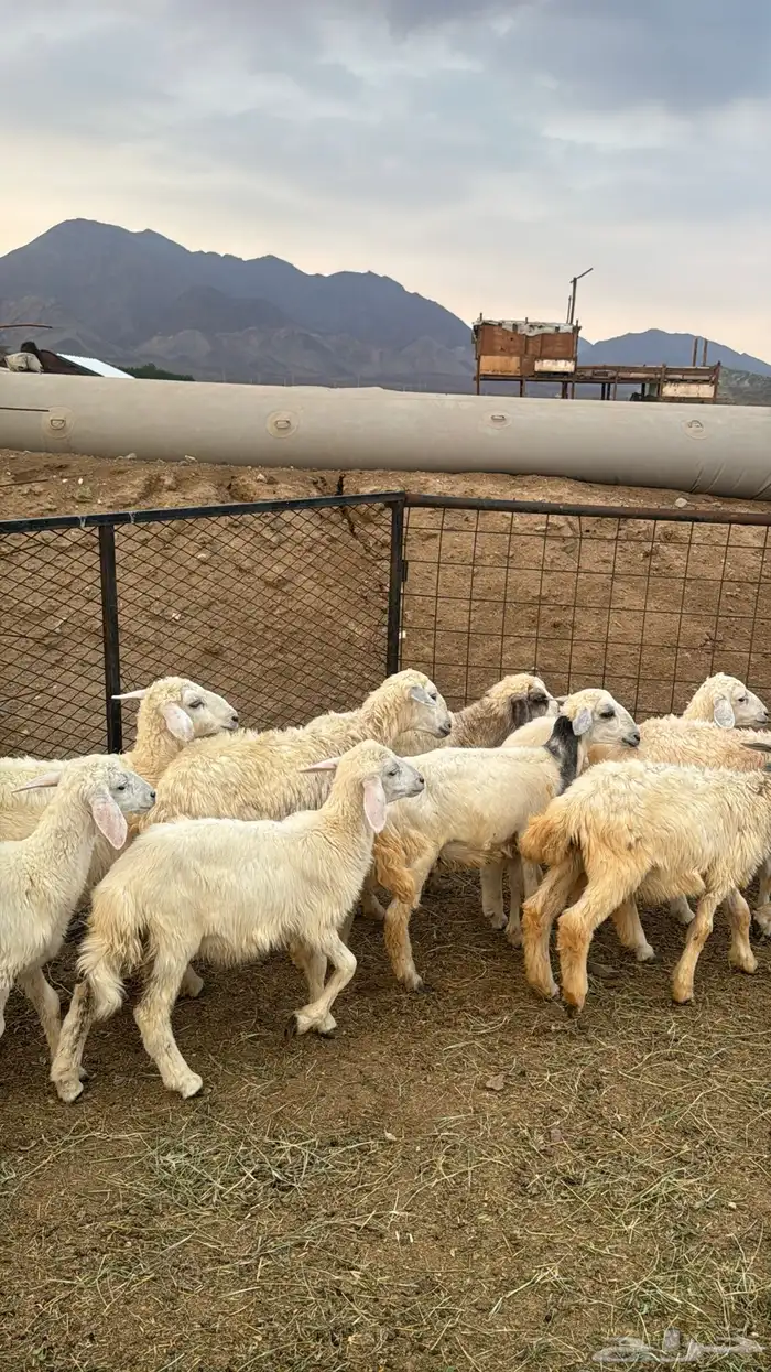 للبيع بهم حريات 9 روس ترييه من 720ريال 9