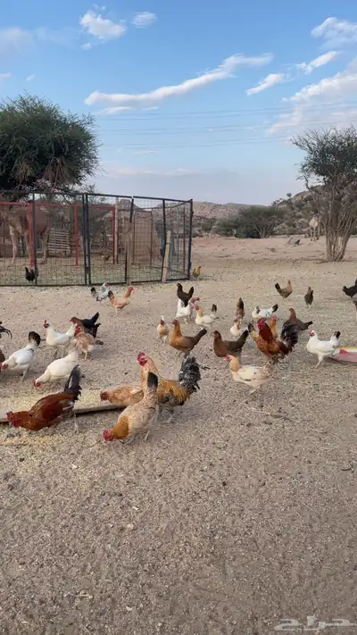 دجاج بري بياض index