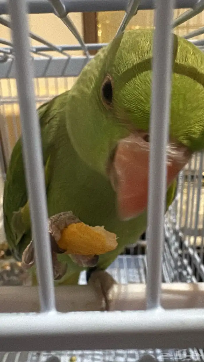 دره هنديه أليفه متكلمه 2