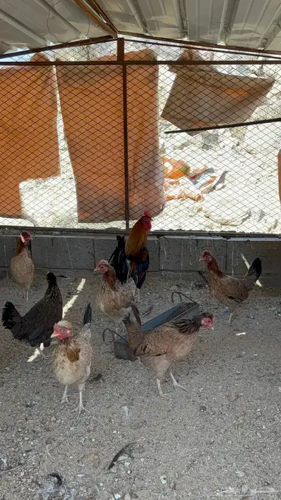 دجاج عربي افرق index