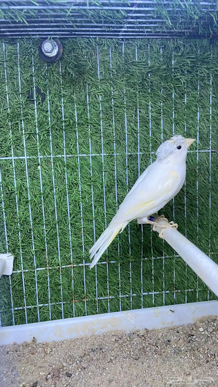 ذكر كناري تغريد 0